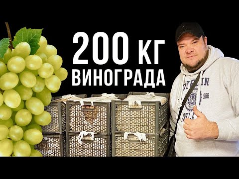 Видео: ГРАППА ИЗ 200 КГ ВИНОГРАДА