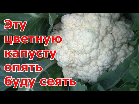 Видео: Цветная капуста, которую буду сеять на следующий год. Сорт цветной капусты, который не подводит.