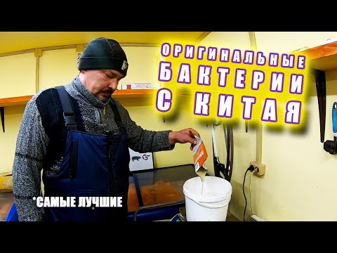 Видео: Теплая подстилка для свиней | ВОДОПРОВОД в свинарнике | Бактерии с Китая для Кур, Свиней, Уток ...