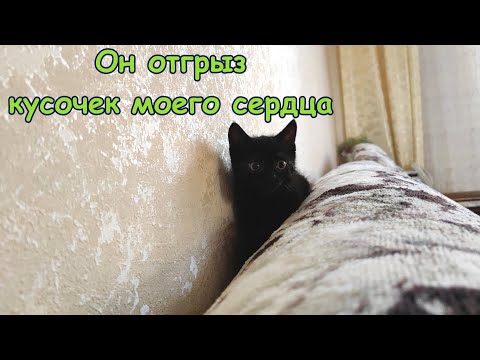 Видео: Он отгрыз кусочек моего сердца.