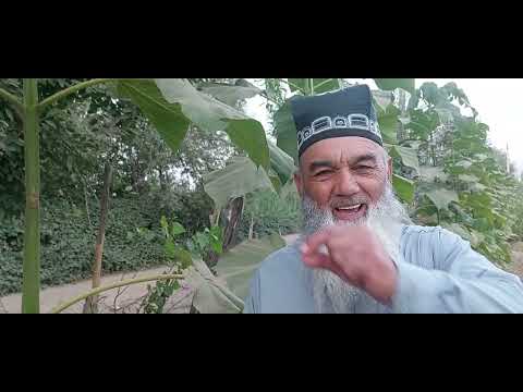 Видео: Дарахти Павлония.