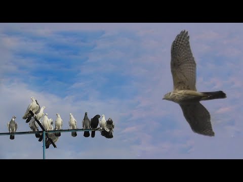 Видео: Зимние Атаки Ястреба на Голубей 2024 Winter Hawk Attacks on Pigeons 2024