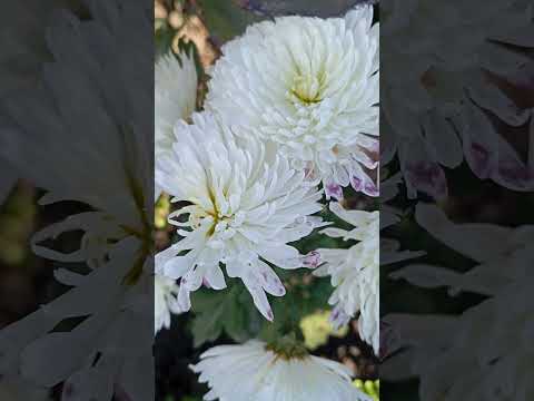 Видео: это опал???или?