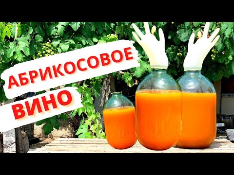 Видео: ВИНО из АБРИКОСОВ! Делаем ДОМАШНЕЕ вино , ПОШАГОВЫЙ РЕЦЕПТ. Часть 1 / Как сделать абрикосовое вино?