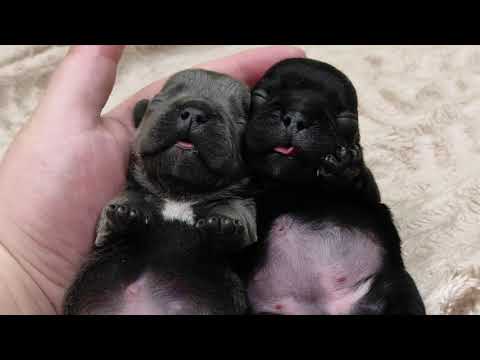 Видео: Позитива вам друзья!😄 Щенки Французского бульдога.