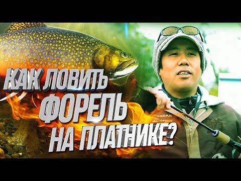 Видео: Как ловить форель на платнике? Мастер класс от японского специалиста!