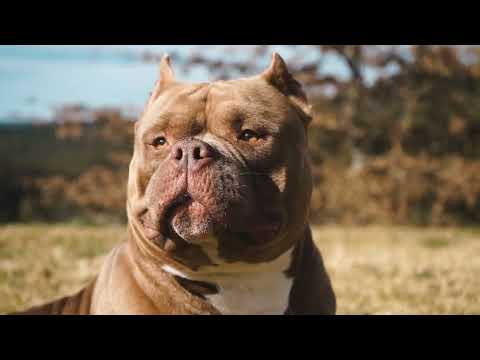 Видео: БУЛЛИ - СОБАКА КАЧОК/ АМЕРИКАНСКИЙ БУЛЛИ-САМАЯ ПОПУЛЯРНАЯ ПОРОДА В США/БУЛЛИ - СОБАКА КОМПАНЬОН