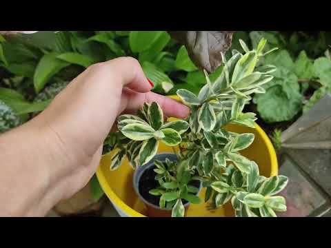 Видео: ЦВЕТУТ ЛИЛИИ Прогулка по саду 5 июля2022 ЮЖНЫЙ ЭКЗОТИЧЕСКИЙ САД Коллекция редких растений ОБЗОР САДА