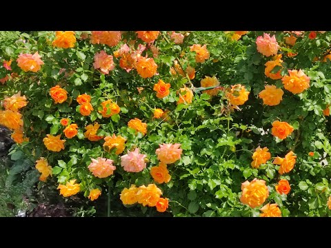 Видео: ПОСАДКА РОЗ ВЕСНОЙ .🌹🌹🌹САМЫЙ НАДЕЖНЫЙ СПОСОБ ПОСАДКИ