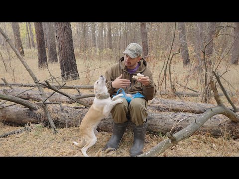 Видео: Поход, 37 км по лесу с хвостом, красивый осенний лес, природа, листопад, ПВД