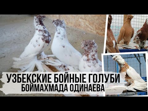 Видео: Узбекские бойные голуби Боймахмада Одинаева г. Сургут / Usbekische Tauben.