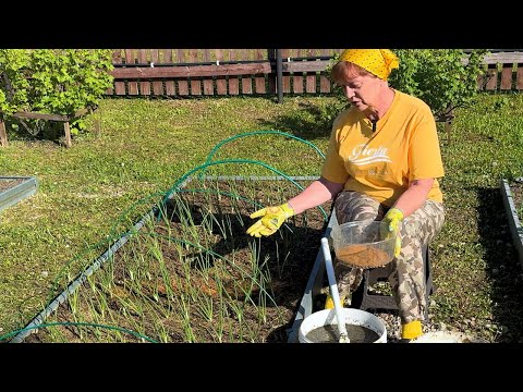 Видео: Первая подкормка лука. Избавляемся от желтых кончиков.