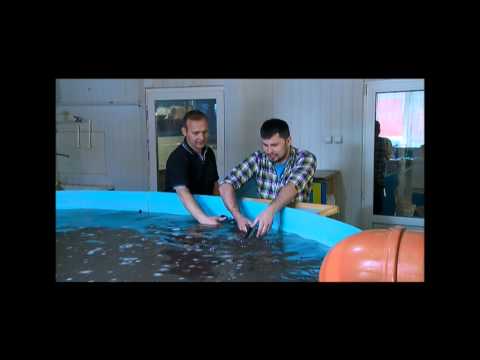 Видео: осетровая ферма №1