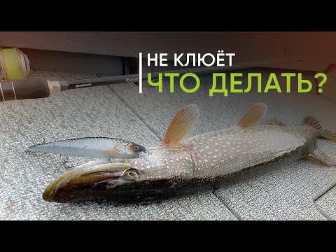 Видео: Бесклёвье — не приговор! Как ловить неклюющую щуку