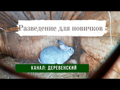 Видео: Начни с кроликов. Как развести кроликов в домашних условиях. Самый легкий бизнес для начинающих.