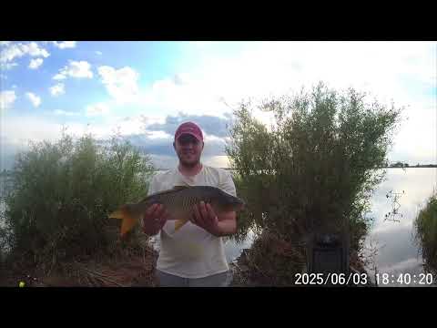 Видео: #кайнар#сазан#бешенный#клев#