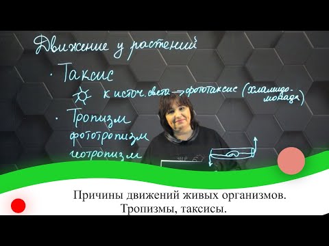 Видео: Причины движений живых организмов. (тропизмы, таксисы). 7 класс.