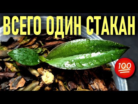 Видео: ВСЕГО ОДИН СТАКАН!!! В КОРНИ ОРХИДЕИ И РЕЗУЛЬТАТ ВАС ВООДУШЕВИТ!👍👍👍 ЭКСПРЕСС МЕТОД РАЗВИТИЯ ОРХИДЕЙ!