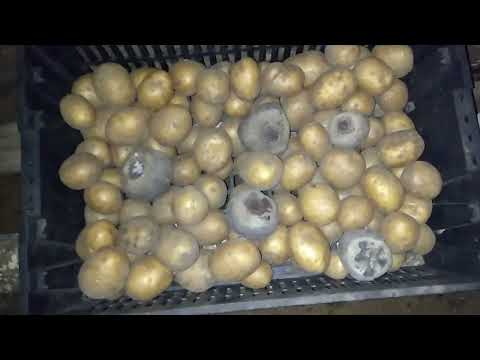 Видео: Правильная вытяжка из погреба, как пользоваться, и конденсата не будет.