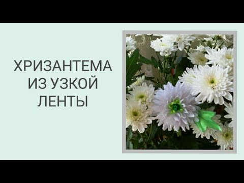 Видео: ЦВЕТЫ ИЗ ЛЕНТ/ ХРИЗАНТЕМА КАНЗАШИ / WHITE CHRYSANTHEMUM