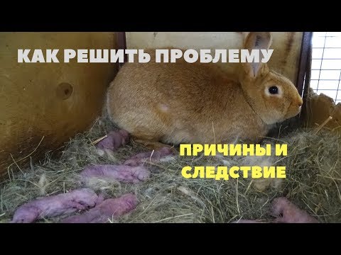 Видео: Крольчиха раскидала, не кормит крольчат. Решение проблемы