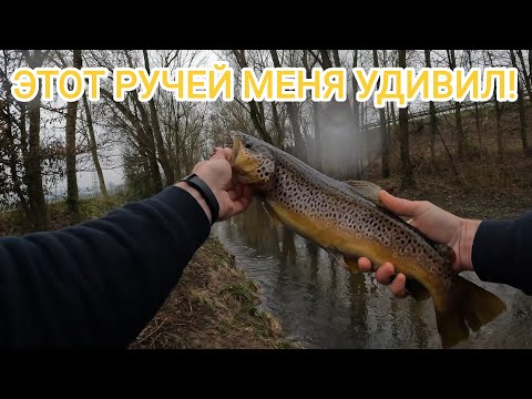 Видео: Полный ручей ГИГАНТСКОЙ ФОРЕЛИ! #fishing #troutfishing #рыбалка2024