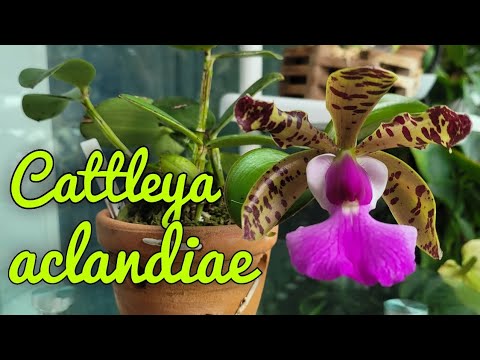 Видео: Cattleya aclandiae. Моя коллекция.