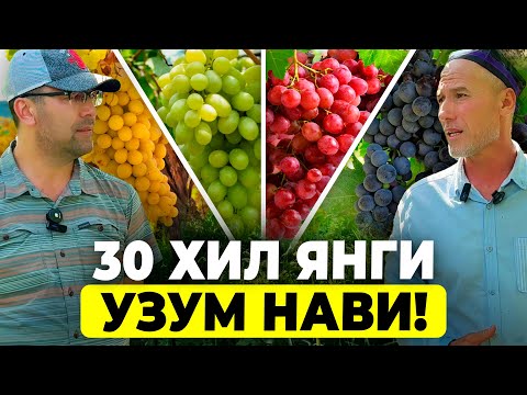 Видео: ОЛТИАРИҚДА ЯНГИ УЗУМЛАРНИ ТАТИБ КЎРДИК! | ШУҲРАТ АБРОРОВ #shuhratabrorov #uzum #uzumchilik #oltiariq