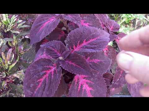 Видео: колеусы обзор 24 мая