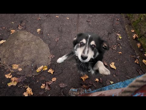 Видео: Жук, картошка, виноград!