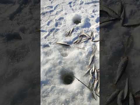 Видео: Устанешь таскать зубаря с Луньского залива! #сахалин #ловлязубаря #блеснаклык #musurok #shorts