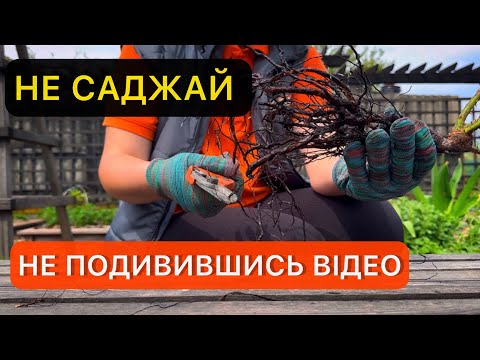 Видео: Посадка розы в открытый грунт. Уход в первый год.