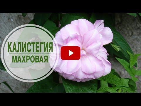 Видео: Цветущие лианы для сада 🌺 КАЛИСТЕГИЯ МАХРОВАЯ 🌺 Обзор от HitsadTV