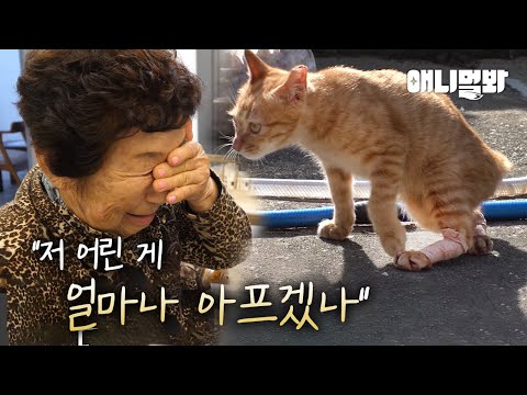 Видео: Человек, к которому пошла кошка, получил травму обеих ног