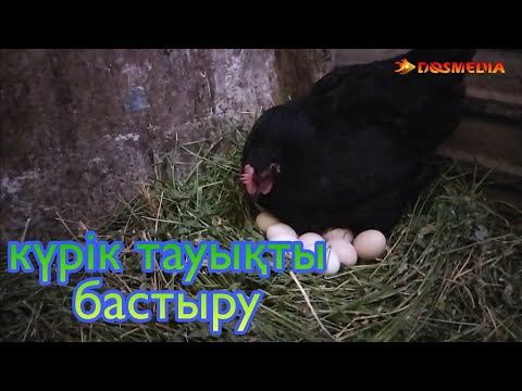 Видео: Күрік тауықтарды жұмыртқаға жатқызу