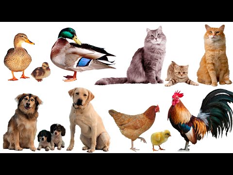 Видео: Домашние животные и их детёныши 🐮 Учим животных 🐶 Развивающие мультики ( 2+) 🐓 Карточки Домана