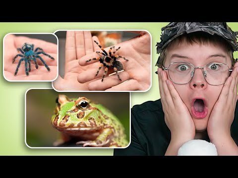 Видео: КАША СМОТРИТ НАУЧНЫЕ ВИДЕО ПРО ПАУКОВ И НАСЕКОМЫХ #2