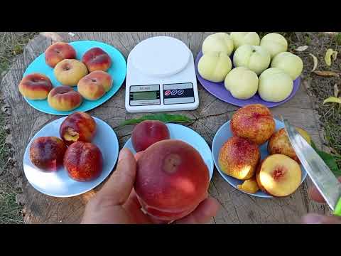 Видео: 15.08.2025.огляд плодів нектаринів: Геа та Алі Топ. також персиків:Фіделія,Бельмондо та Айс Піч
