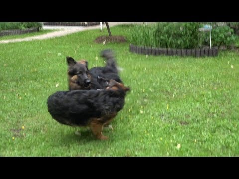 Видео: Когда собаки дерутся, что делать? Выпуск 8.