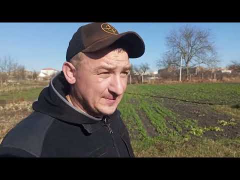 Видео: Як я фрезував город,зі зломаною рукою під посадку озимих часнику та цибулі)))