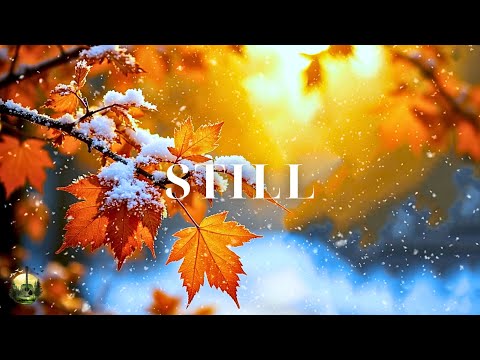 Видео: Успокаивающая гитарная музыка для снятия стресса | Тихие мелодии и нежная лесная атмосфера