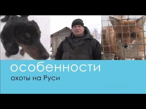 Видео: Натаска норных собак (на притравочной станции) - Беляков Хантинг