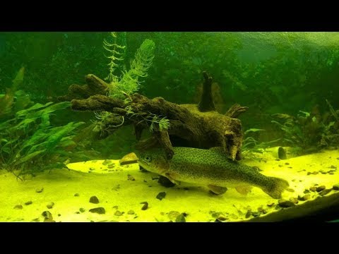 Видео: Форель из магазина в аквариум