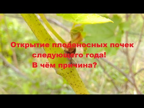 Видео: Внимание! Открытие плодоносных почек следующего года. Анализ основных причин конкретного случая.