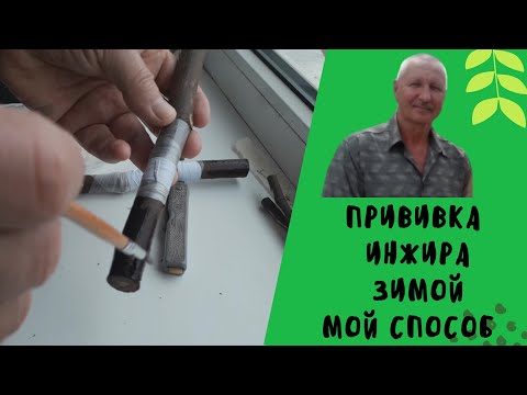 Видео: Прививка инжира зимой. Мой способ.