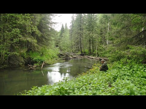 Видео: Открыл сезон летней рыбалки на таёжной речке #388