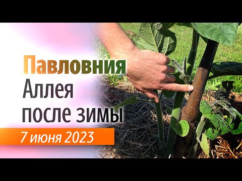 Видео: Аллея Павловнии на 7 июня 2023.