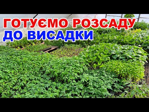 Видео: Розсада готова ! Що потрібно зробити перед висадкою ?