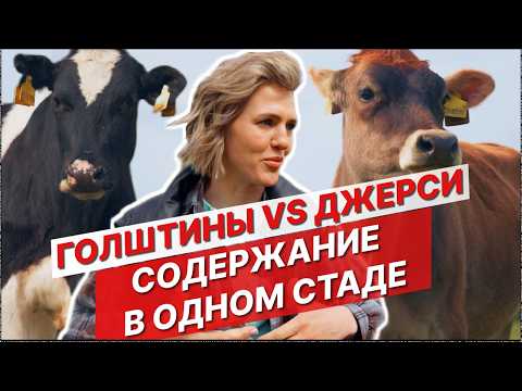 Видео: Джерси + Голштины: Нестандартный Опыт на Молочной Ферме. Все о Дойке, Кормах и Здоровье
