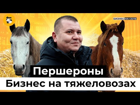 Видео: Мощные тяжеловозы-першероны: как фермер из Татарстана «оседлал» конный бизнес